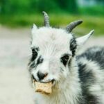 Goat gifs - Telegram Channel