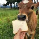 Cow gifs - Telegram Channel