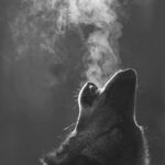 Wolf Entry FX ™️ -Trades & Ideas.
