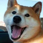 Shiba Inu / Doge - Telegram Channel